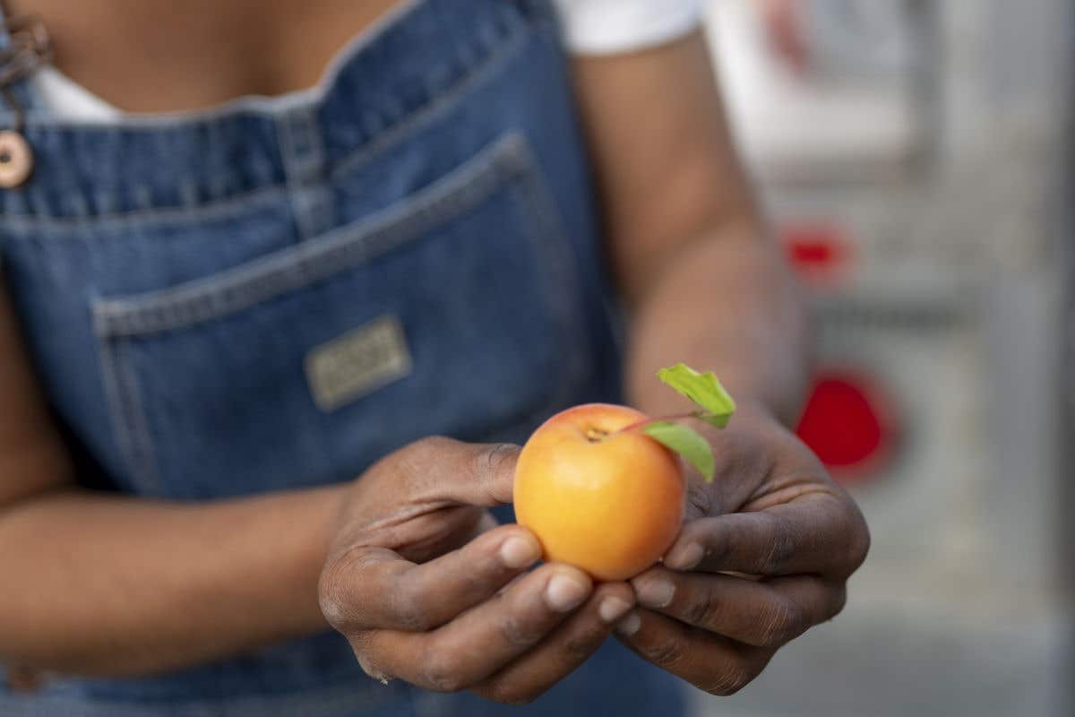 Hands holding a small apricot with green leaves attached.